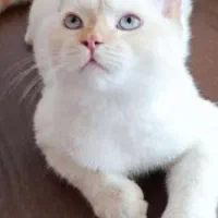 گربه بریتیش