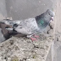 کبوتر کله سبز ماده