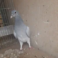 کبوتر جیر دمگیر|پرنده|برخوار, |دیوار