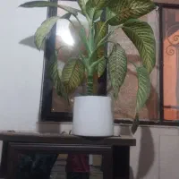 گل دیفن باخیا