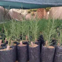 فروش نهال گز|خدمات باغبانی و درختکاری|زرین دشت (فارس), |دیوار