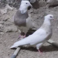 کبوتر طوقی