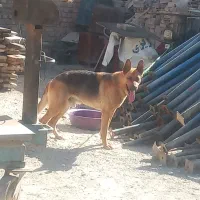 سگ ژرمن