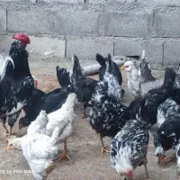 تخم مرغ گلین|حیوانات مزرعه|سرپل ذهاب, |دیوار