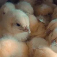 فروش جوجه گوشتی راس درجه یک