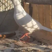 پلاکی|پرنده|شاهین‌شهر, خانه کارگر|دیوار