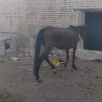 فروش اسب و کره به شرط سواری|اسب و تجهیزات اسب‌سواری|دهق, |دیوار