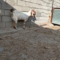 بزغاله ماده پاکستانی