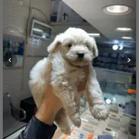 سگ پاکوتاه شیتزو|سگ|بجنورد, |دیوار