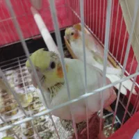 جوجه عروس هلندی