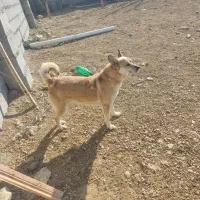 سگ فیندو ماده