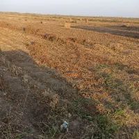 پرس سویا درجه یک