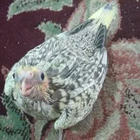 جوجه عروس ۴ عدد