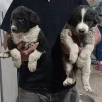 نر ماده قهدرجونی