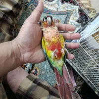 گرینجیگ نر آماده با قرمزی بالا باتست جنسیت|پرنده|مشهد, شهید آوینی|دیوار