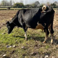 بسیاراراموخوش خوراک