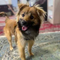 نژاد اشپیتز