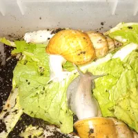 حلزون آلبینو اچاتینا|خزنده|کرمانشاه, |دیوار