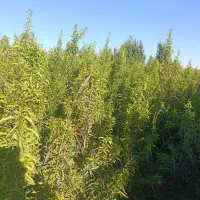 بسـیار مقـاوم وبهـره وری بهــتر|خدمات باغبانی و درختکاری|سامان, |دیوار