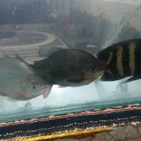 یه جفت پیرانا اکلیلی وزندانی واکواریوم بزرگ