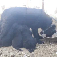 سگ لاس واگذاری