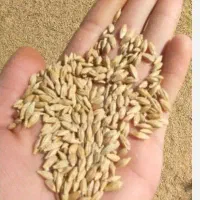 فروش جو ویلما و گندم شانه ای|خوردنی و آشامیدنی|درودزن, |دیوار