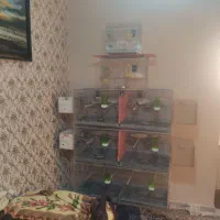 گرینچیک مولد معاوضه با قناری رسمی بلند|پرنده|تهران, شهرک شهرداری|دیوار