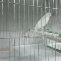 ۸ عدد قناری|پرنده|اراک, |دیوار