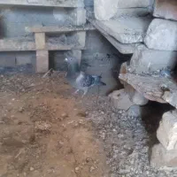 کبوتر|پرنده|جزنیک, |دیوار