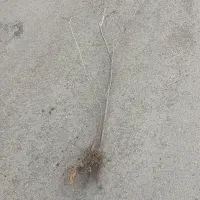 ریشه جوش نهال آلو بخارا