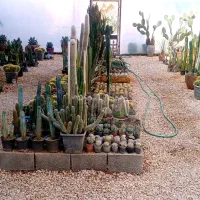 فروش کاکتوس های بازاری و کلکسیونی