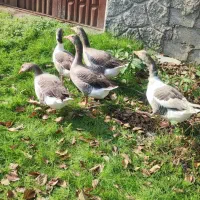 غاز درشت و محلی