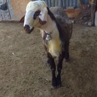 قوچ