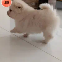 پامرانین عروسگی(کازرون) اصل کیفیت ضمانتی|سگ|کازرون, |دیوار