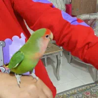 دو عدد طوطی برزیلی ۸ماه نر تقریبا مست ودستی|پرنده|کرج, حسن آباد|دیوار