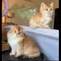 مجموعه گربه های اشرافی|گربه|تهران, پونک|دیوار