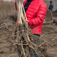 ـ نهال گردوی پربار و اصیل|خدمات باغبانی و درختکاری|سنندج, |دیوار