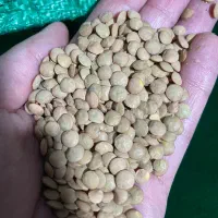 عدس ریز کانادایی کیفیت بسیار خوب