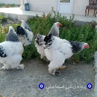 تخم برهما لایت وارداتی