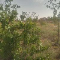 فروش باغچه ۱۳۰۰ متری درمنطقه ای آینده دار نجم آباد|فروش زمین و ملک کلنگی|نظرآباد, نجم آباد|دیوار