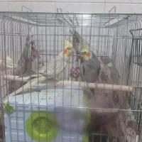 طوطی عروس بالغ