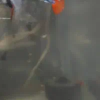 فروش ماهی|ماهی|بندرعباس, |دیوار