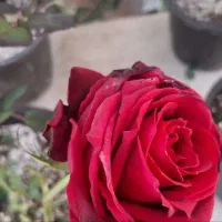 فروش رز هلندی درجه یک