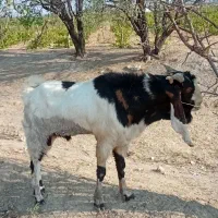 فروش گوسفند