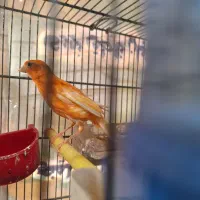 قرمز قناری جفت نرفته