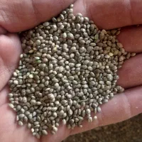 شاهدانه ریز سراب برای سهره وسهره قناری|لوازم جانبی حیوانات|سرعین, |دیوار