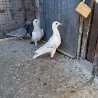 چهار تا نر قلدر و ضمانتی‌باسه‌تا‌جوجه‌|پرنده|تربت‌حیدریه, رضاشهر|دیوار