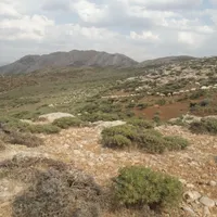 نیازمند یک چوپان هستم