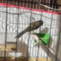 قفس و کفتر جفتی|پرنده|صدرا-فارس, فاز ۱|دیوار