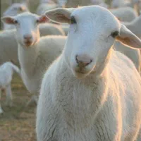 مصارف خانگی قربانی کردن گوسفند ارگانیکی زنده